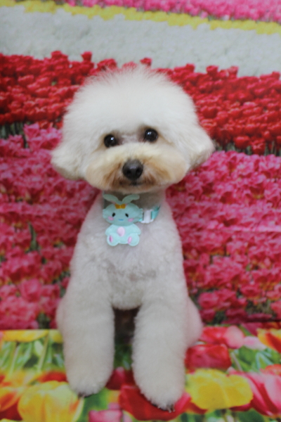 千葉県鎌ヶ谷市のトイプードルのトリミング画像