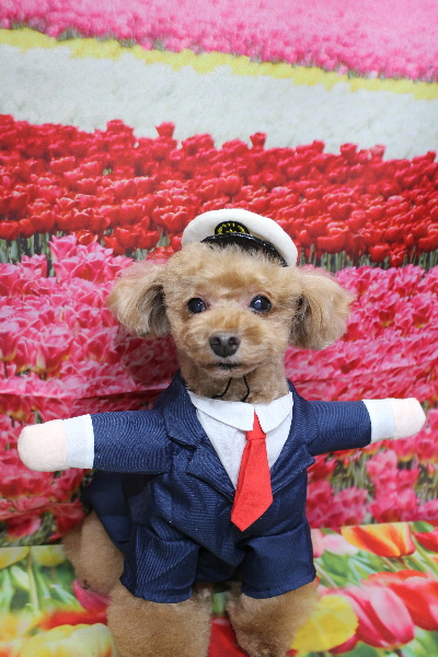 千葉県船橋市のトイプードルのトリミング画像