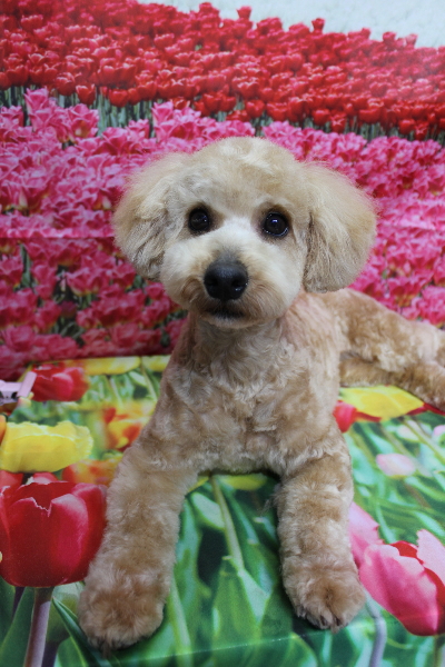 千葉県船橋市のトイプードルのトリミング画像