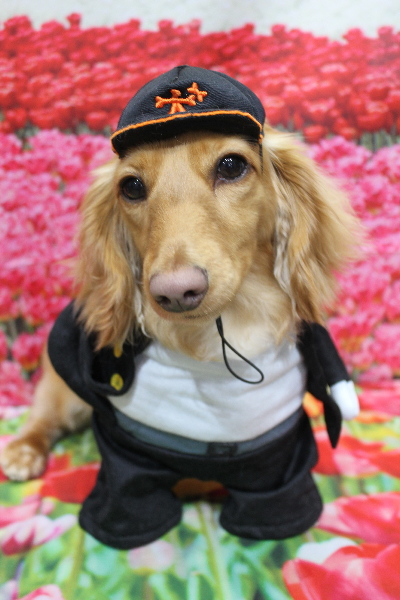 千葉県船橋市のミニチュアダックスのトリミング画像