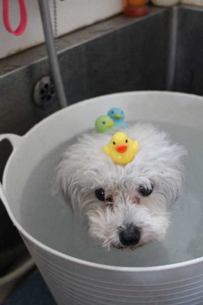 千葉県印西市のトイプードルの炭酸泉画像