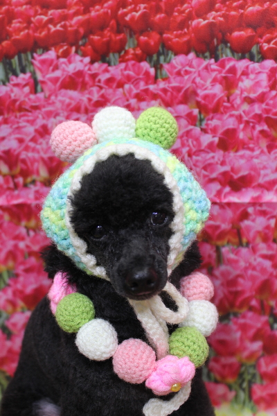 千葉県鎌ヶ谷市のトイプードルのトリミング画像