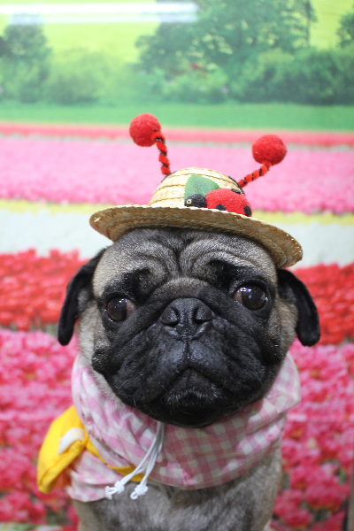 千葉県鎌ケ谷市のパグのトリミング画像