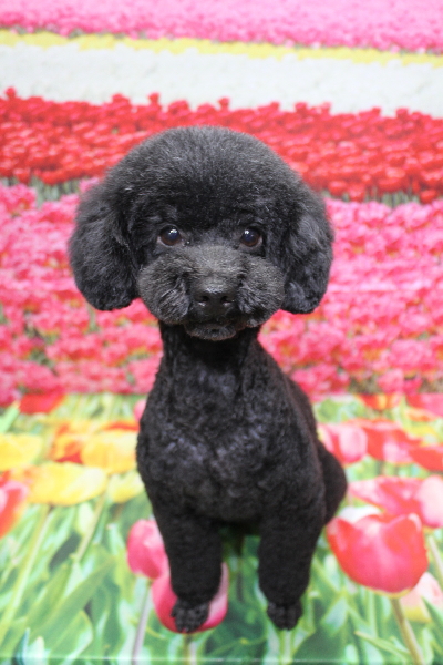 トイプードルブリーダーの成犬、トリミング画像