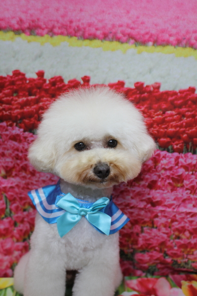 千葉県鎌ヶ谷市のトイプードルのトリミング画像