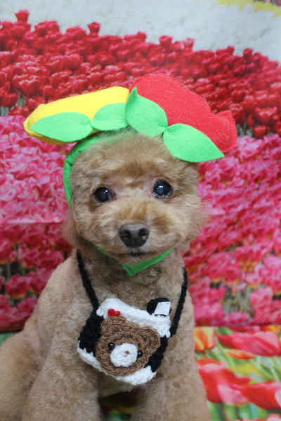 千葉県船橋市のトイプードルのトリミング画像