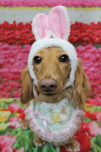 千葉県船橋市のミニチュアダックスのトリミング画像