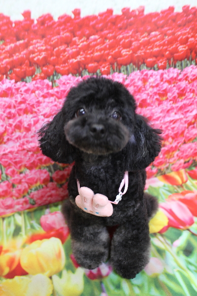 千葉県鎌ケ谷市のトイプードルのトリミング画像