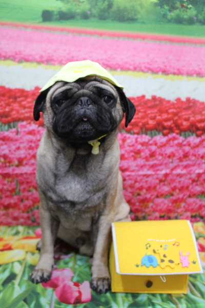 千葉県鎌ケ谷市のパグのトリミング画像