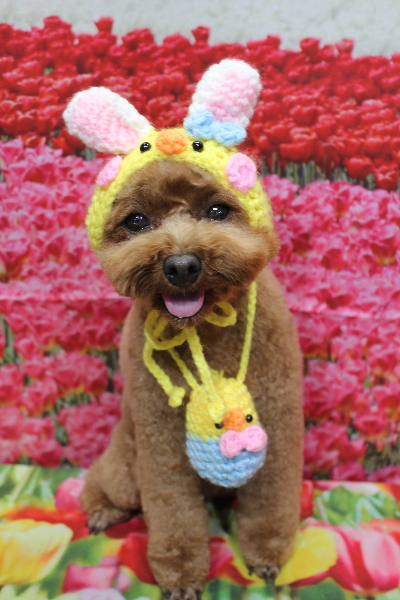 千葉県鎌ケ谷市トイプードルのトリミング画像