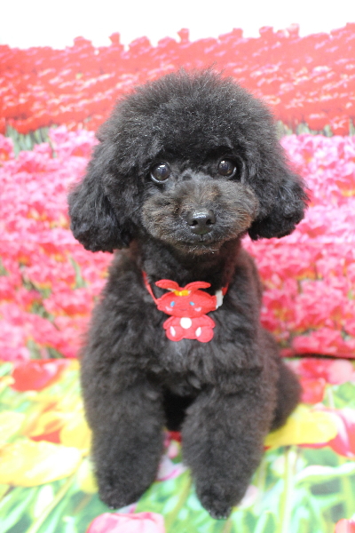 千葉県鎌ヶ谷市のトイプードルのトリミング画像