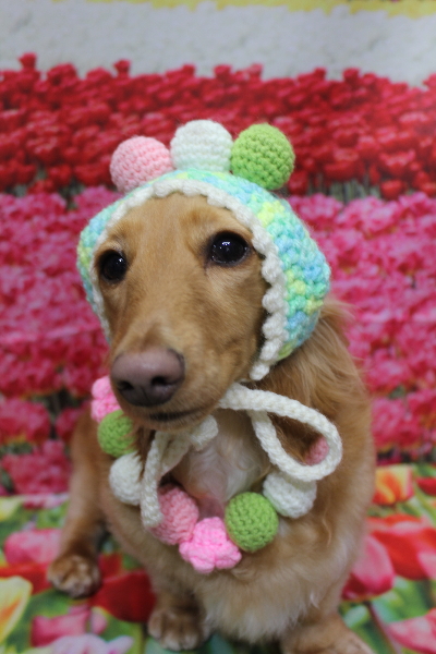 千葉県船橋市のミニチュアダックスのトリミング画像