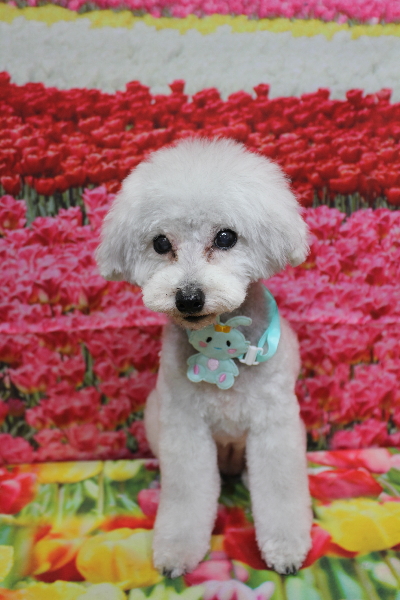 千葉県印西市のトイプードルのトリミング画像