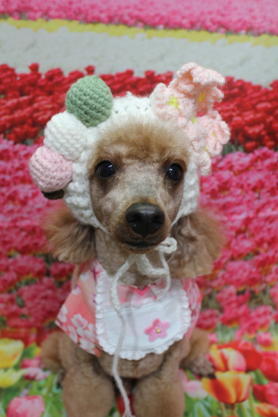 千葉県鎌ヶ谷市のトイプードルのトリミング画像