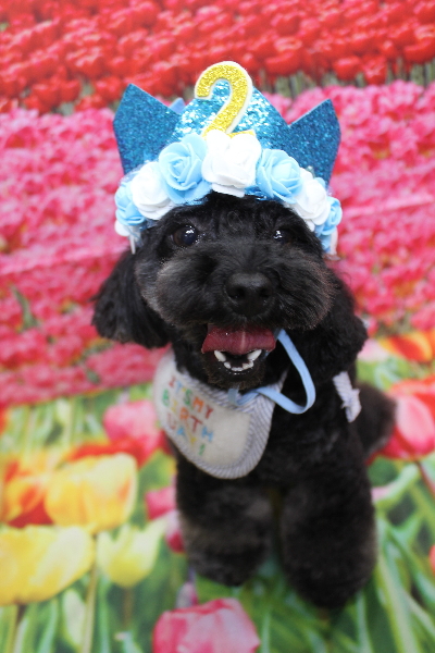 千葉県鎌ケ谷市のトイプードルのトリミング画像