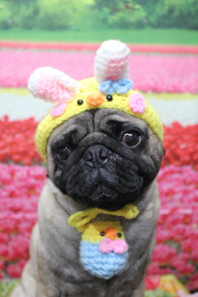 千葉県鎌ケ谷市のパグのトリミング画像