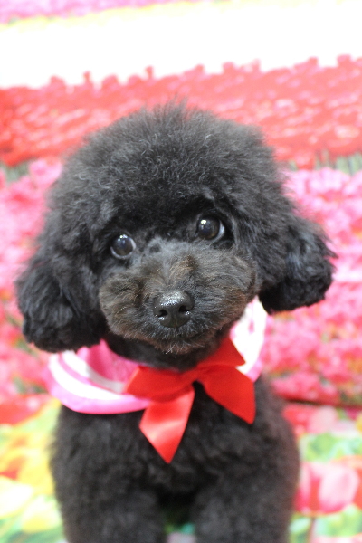 千葉県鎌ヶ谷市のトイプードルのトリミング画像