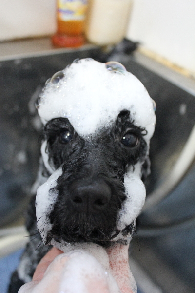 千葉県船橋市のトイプードルのシャンプー画像