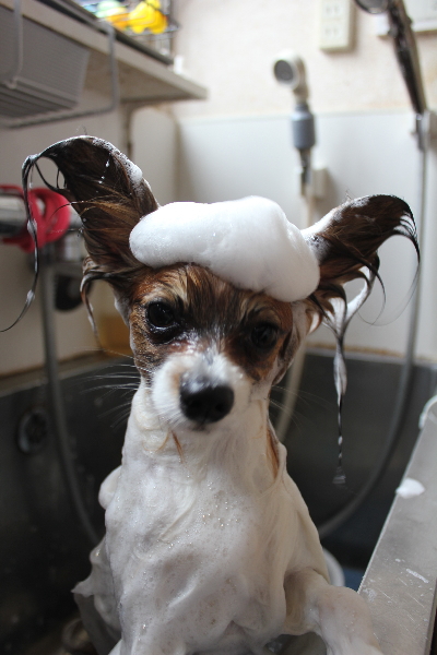 千葉県鎌ヶ谷市のパピヨンのシャンプー画像