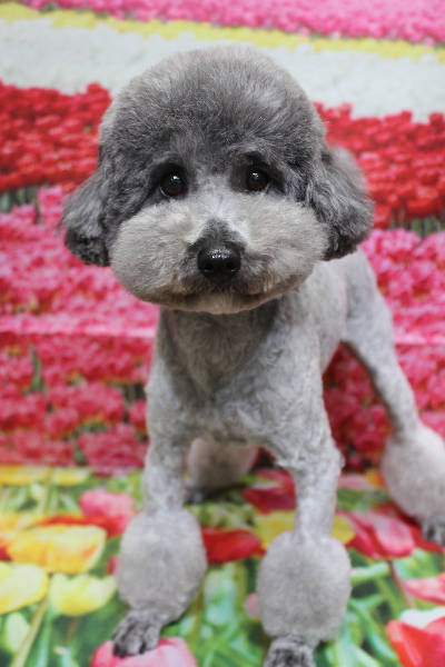 トイプードルブリーダーの成犬、トリミング画像