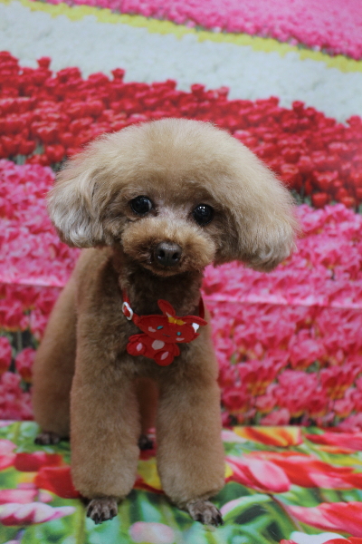 千葉県印西市のトイプードルのトリミング画像