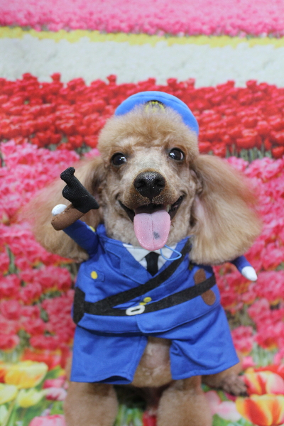 千葉県鎌ヶ谷市のトイプードルのトリミング画像