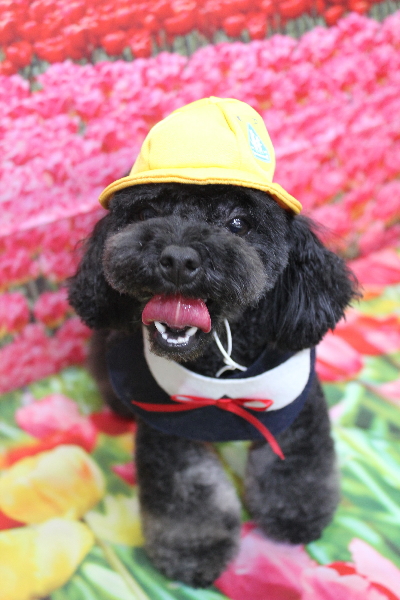 千葉県鎌ケ谷市のトイプードルのトリミング画像