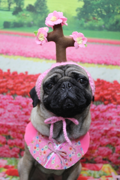 千葉県鎌ケ谷市のパグのトリミング画像