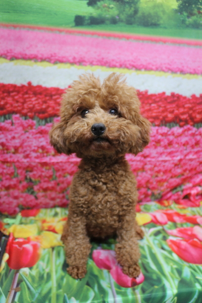 トイプードルブリーダーの成犬、トリミング前画像