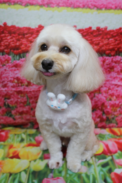 千葉県鎌ヶ谷市のミックス犬のトリミング画像