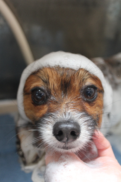 千葉県鎌ヶ谷市のパピヨンのシャンプー画像