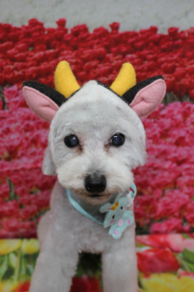 千葉県印西市のトイプードルのトリミング画像