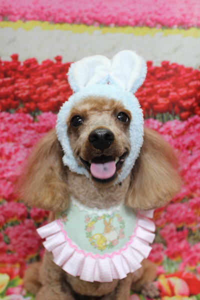 千葉県鎌ヶ谷市のトイプードルのトリミング画像