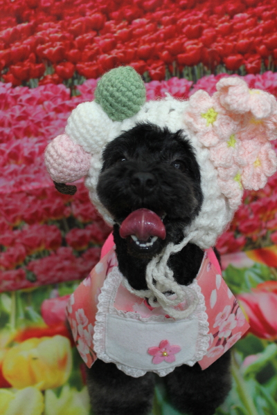 千葉県鎌ケ谷市のトイプードルのトリミング画像