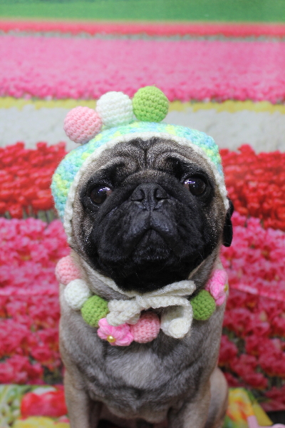 千葉県鎌ケ谷市のパグのトリミング画像