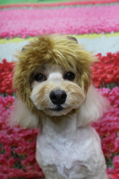 千葉県鎌ヶ谷市のミックス犬のトリミング画像