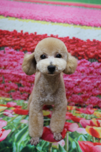 千葉県船橋市のトイプードルのトリミング画像