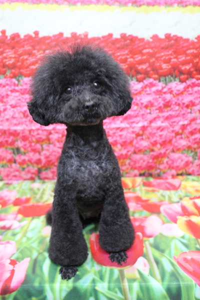 トイプードルブリーダーの成犬、トリミング画像