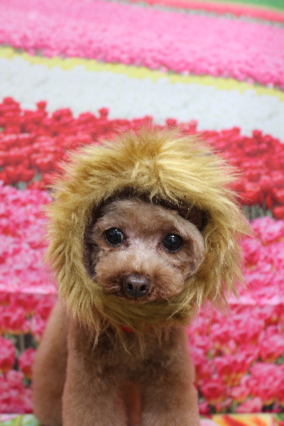 千葉県印西市のトイプードルのトリミング画像