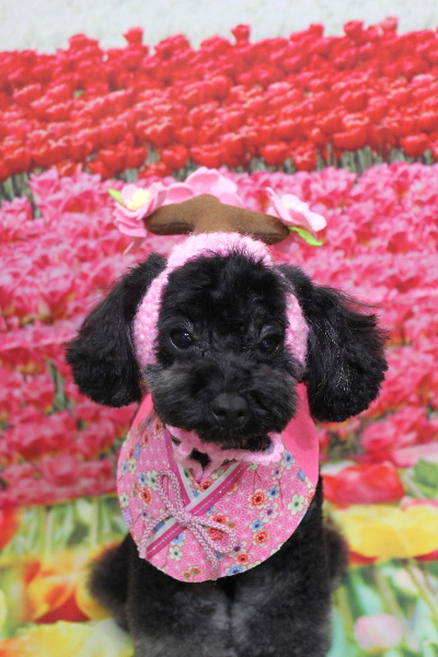 千葉県鎌ケ谷市のトイプードルのトリミング画像