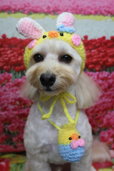 千葉県鎌ヶ谷市のミックス犬のトリミング画像
