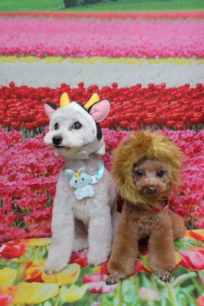 千葉県印西市のトイプードルのトリミング画像