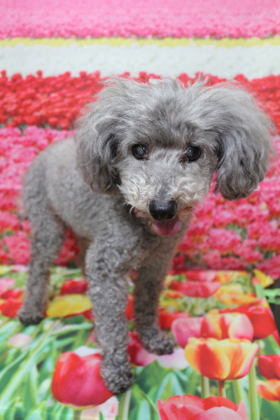 千葉県船橋市のトイプードルのトリミング前画像