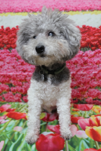 千葉県松戸市のトイプードルのトリミング前画像