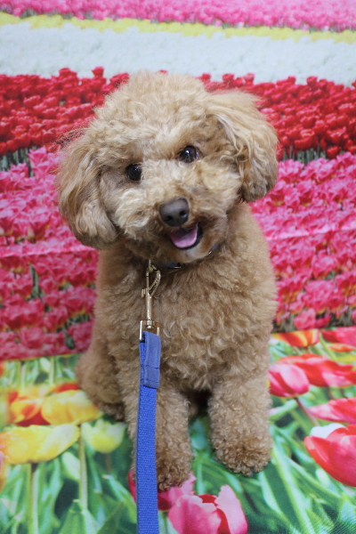 千葉県船橋市のトイプードルのトリミング前画像