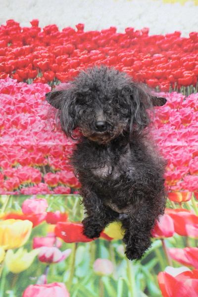 トイプードルブリーダーの成犬、トリミング画像