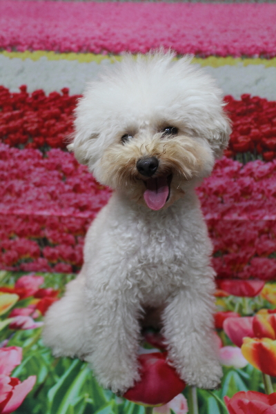 千葉県鎌ヶ谷市のトイプードルのトリミング前画像