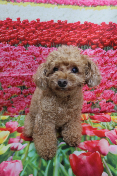 千葉県船橋市のトイプードルのトリミング前画像