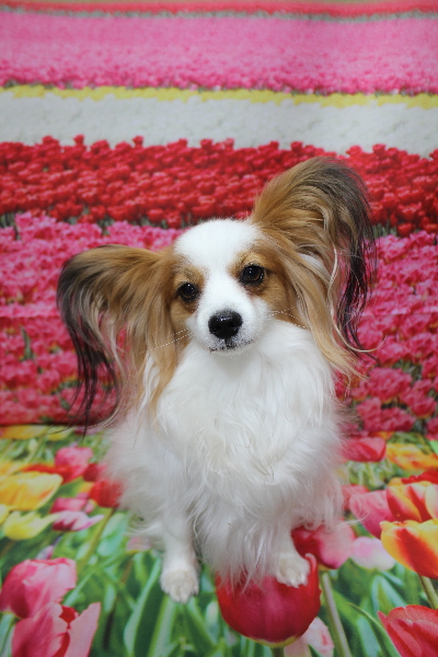 千葉県鎌ヶ谷市のパピヨンのトリミング前画像