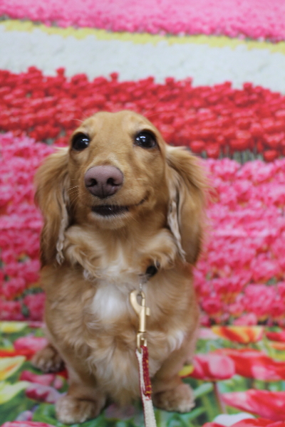 千葉県船橋市のミニチュアダックスのトリミング前画像